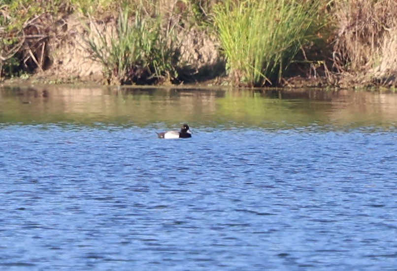 Lesser Scaup - ML620470158