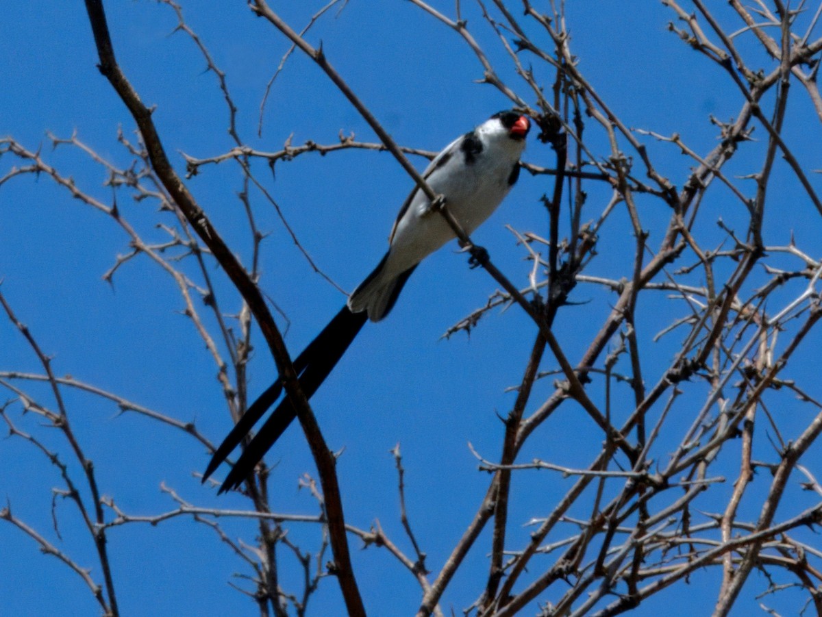 Pin-tailed Whydah - ML620470160