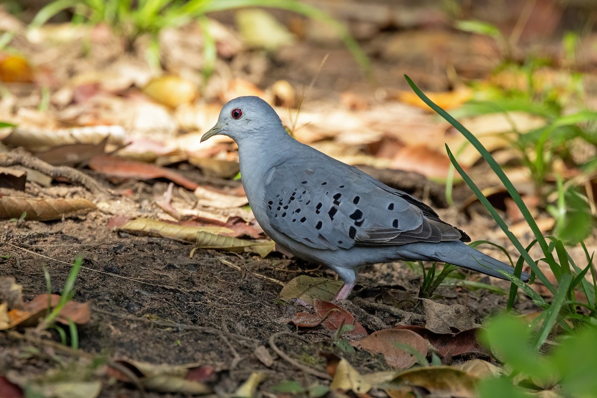 Blue Ground Dove - ML620470162