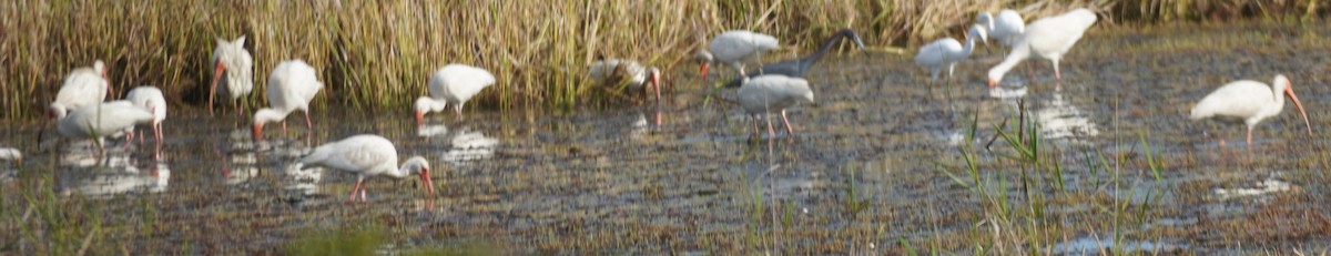 White Ibis - ML620470166