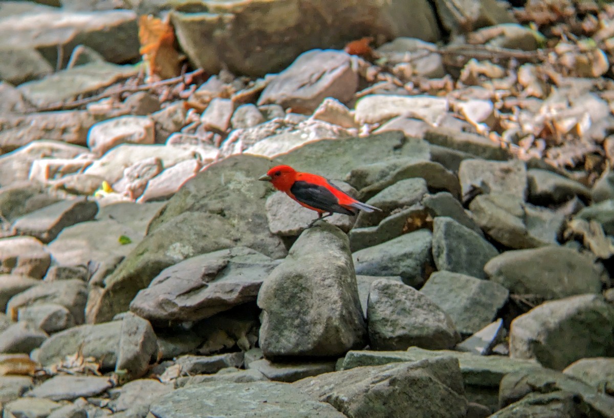 Scarlet Tanager - ML620470167