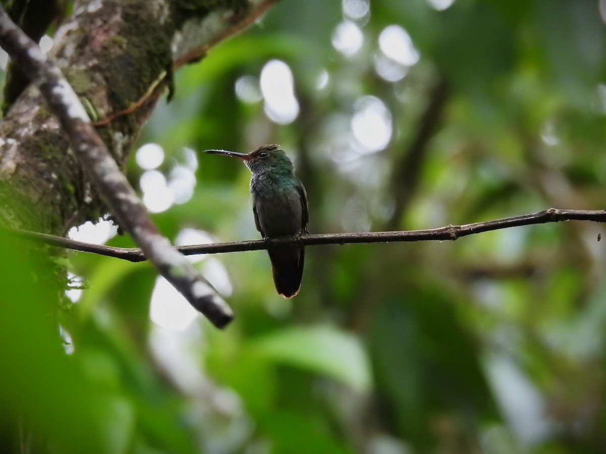 Rufous-tailed Hummingbird - ML620470168