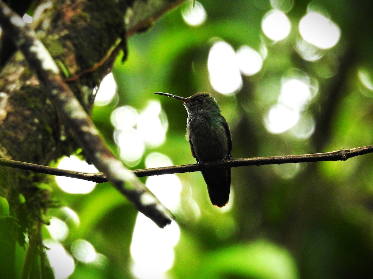 Rufous-tailed Hummingbird - ML620470169