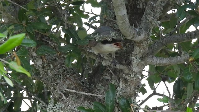 Loggerhead Shrike - ML620470170