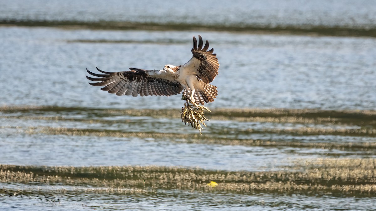 Osprey - Theresa Ray