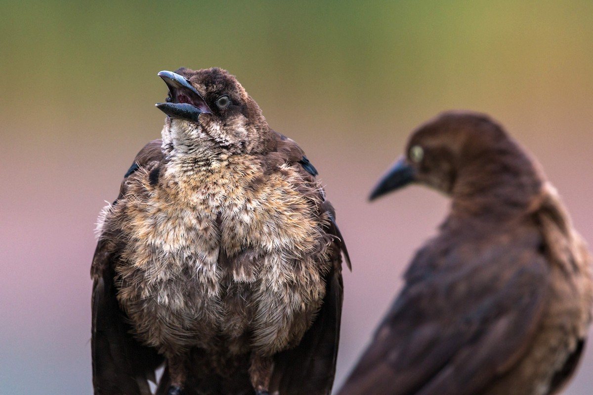 Great-tailed Grackle - ML620470177