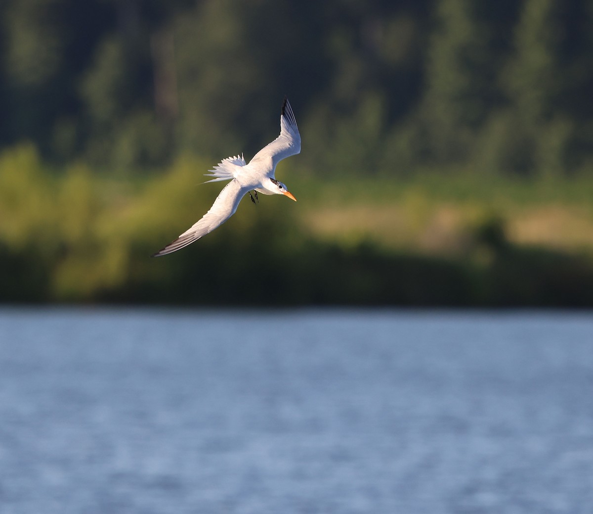 Royal Tern - ML620470178