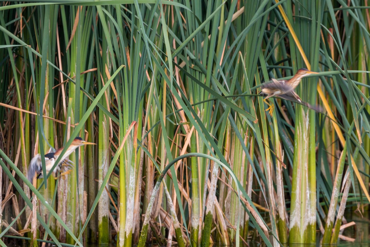 Least Bittern - ML620470181