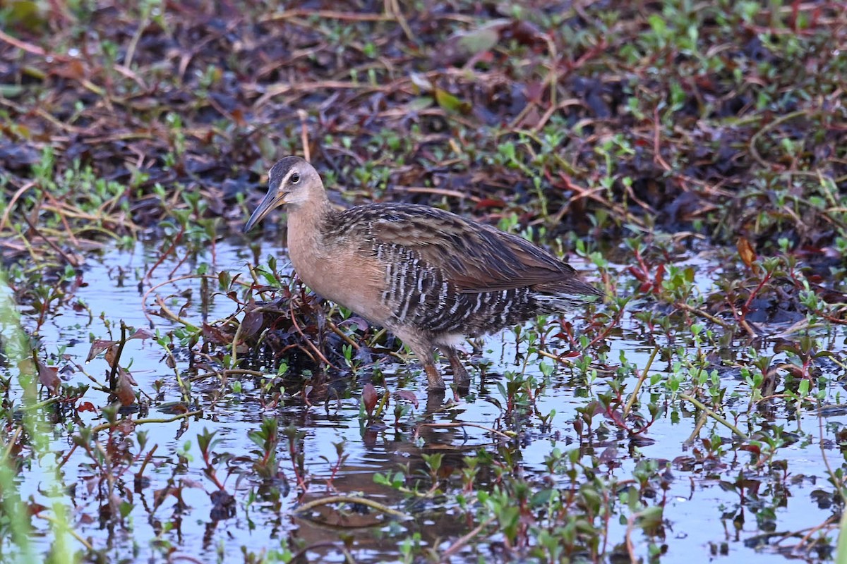 chřástal královský (ssp. elegans) - ML620470184