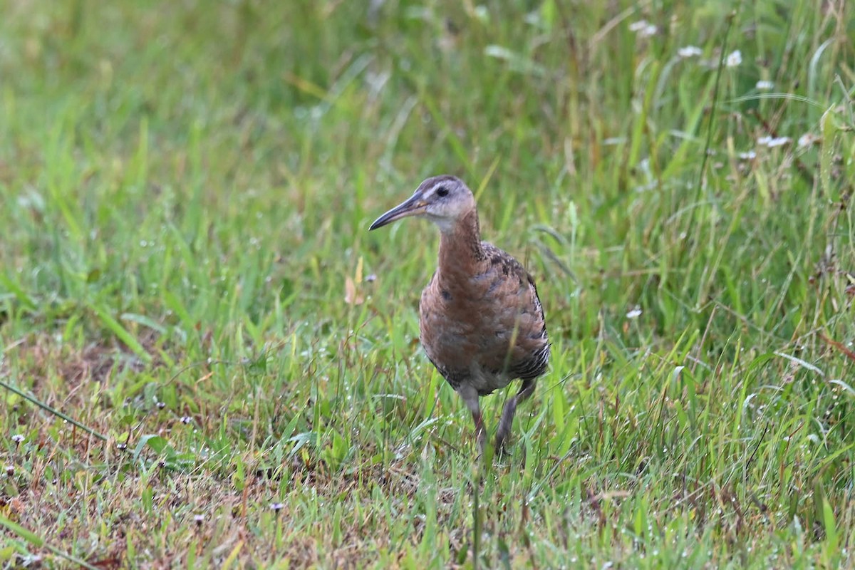 King Rail (Northern) - ML620470185