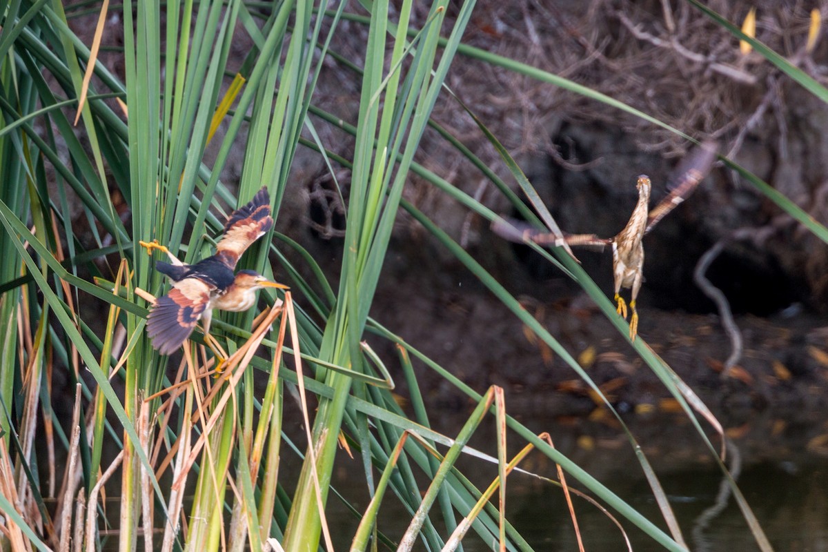 Least Bittern - ML620470186