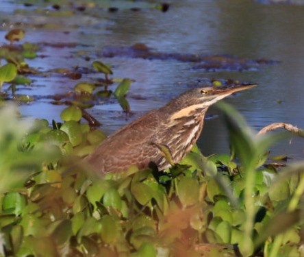 Black Bittern - ML620470187