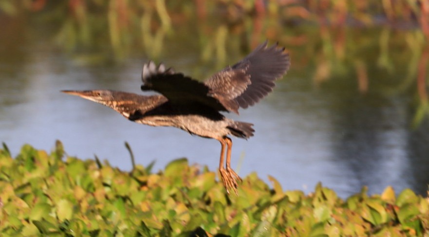 Black Bittern - ML620470188