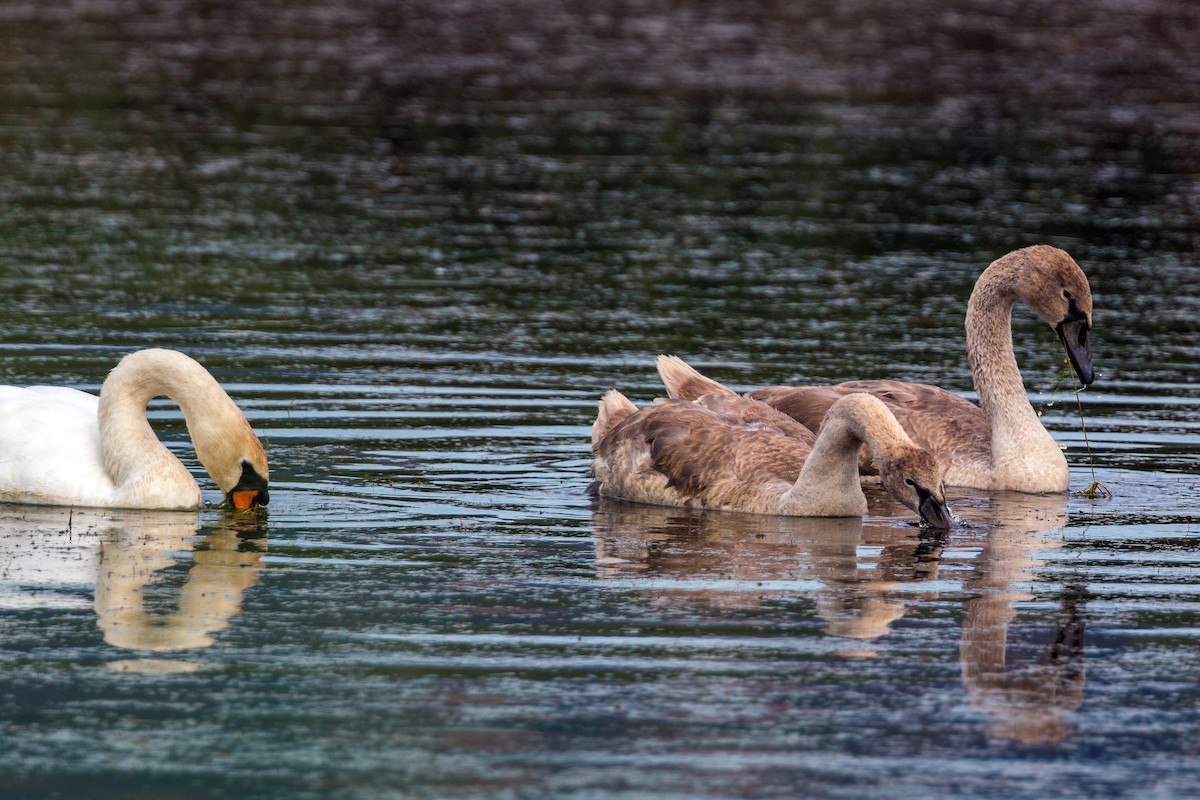 Mute Swan - ML620470192