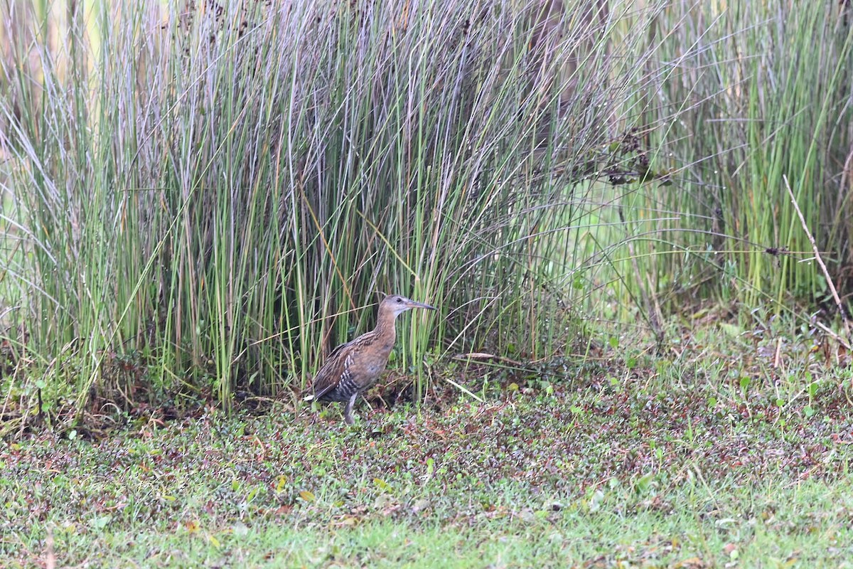 King Rail (Northern) - ML620470194