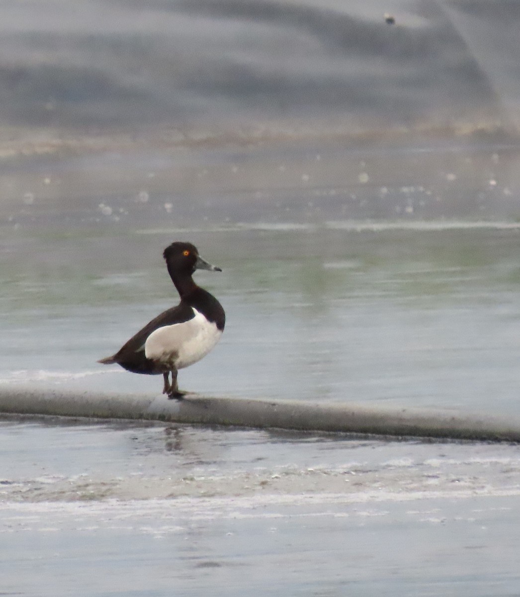 Ring-necked Duck - Rhonda Langelaan