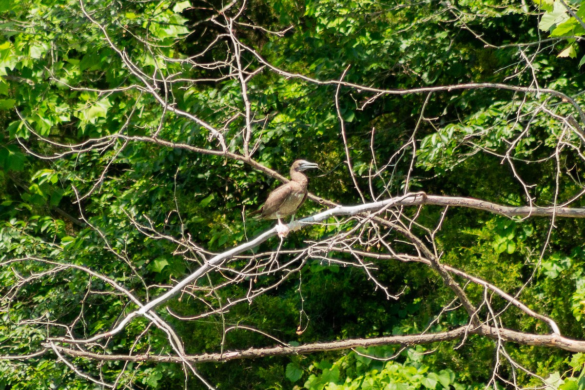 Brown Booby - ML620470197