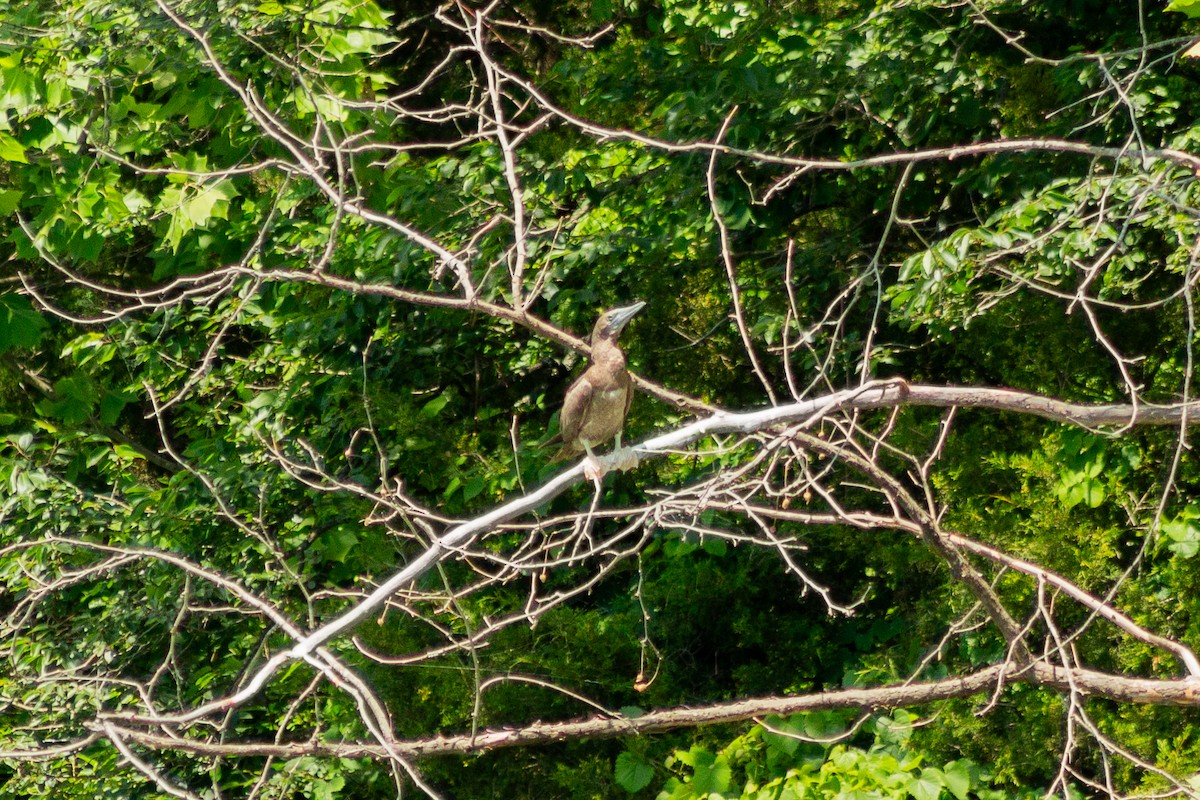 Brown Booby - ML620470198