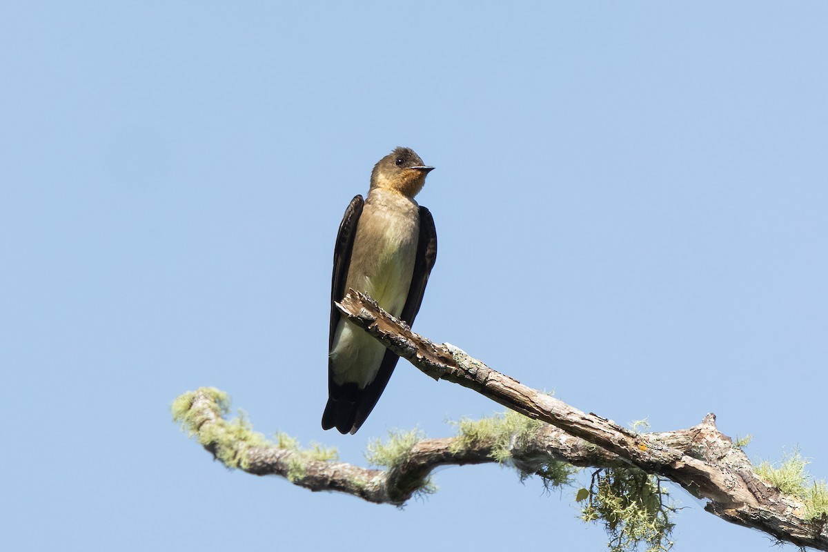 Southern Rough-winged Swallow - ML620470204