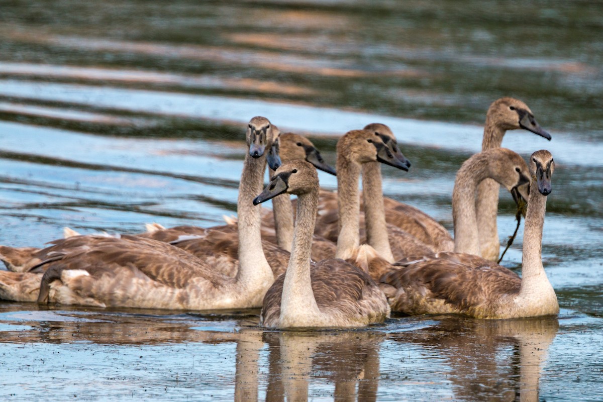 Cygne tuberculé - ML620470206