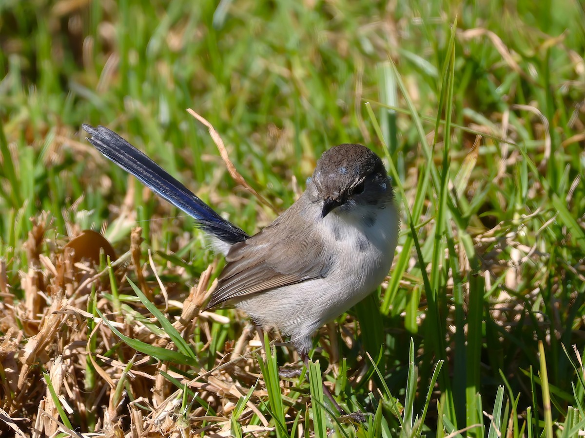 Superb Fairywren - ML620470213