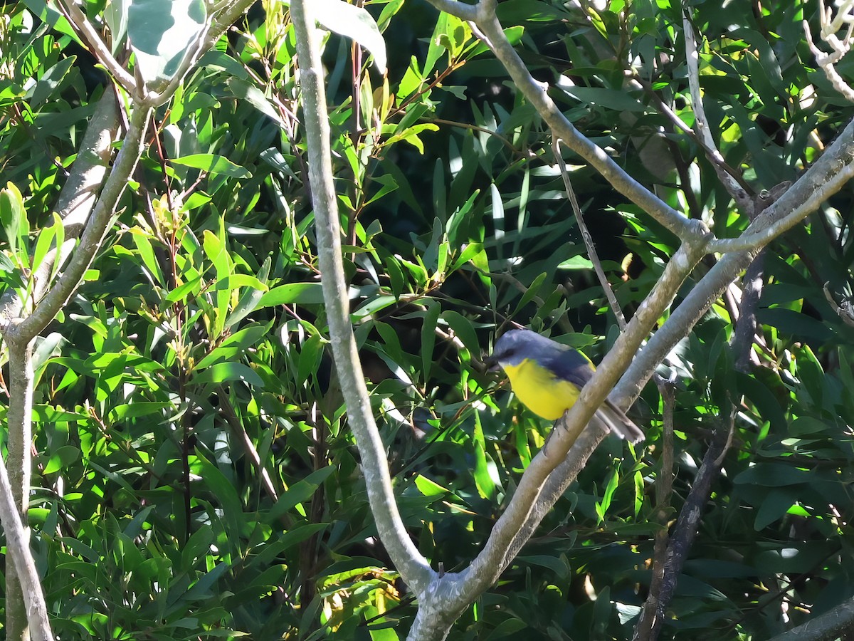 Eastern Yellow Robin - ML620470215