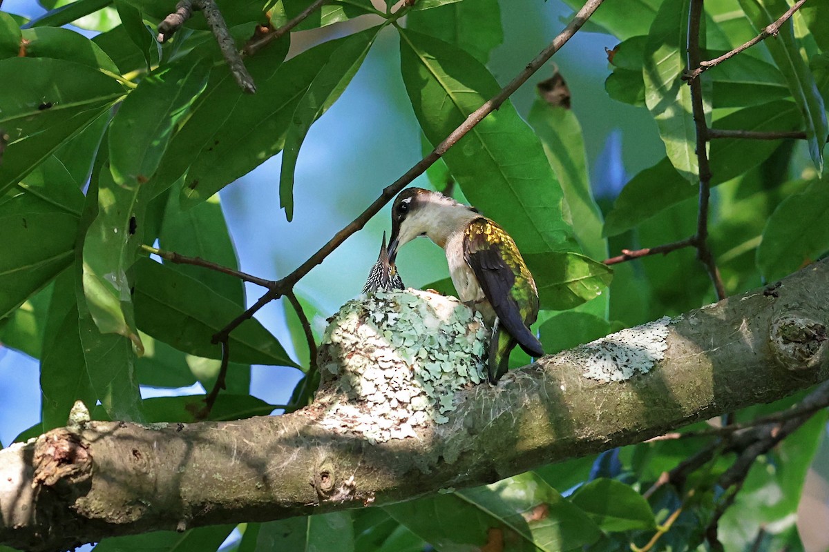 Yakut Boğazlı Kolibri - ML620470217