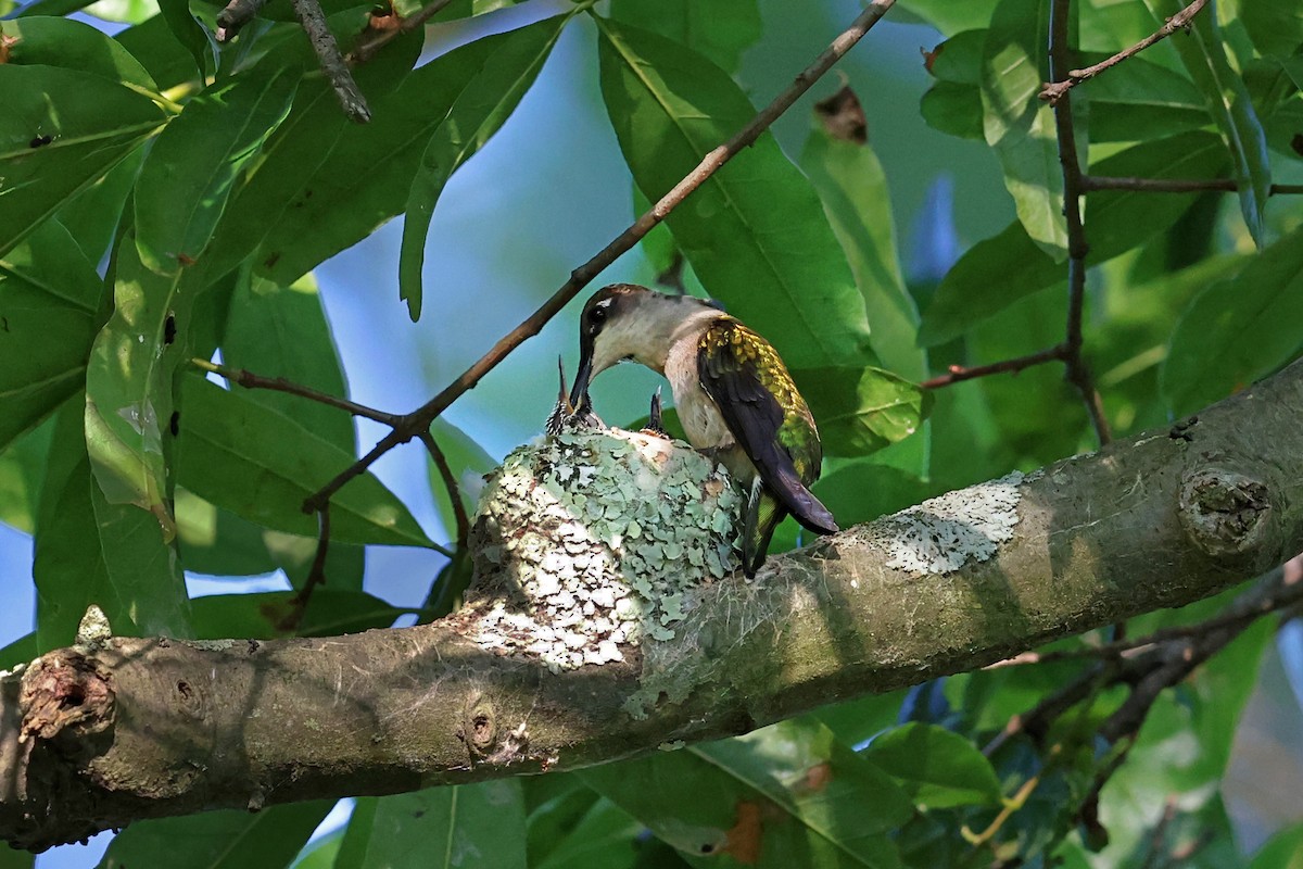 Yakut Boğazlı Kolibri - ML620470218