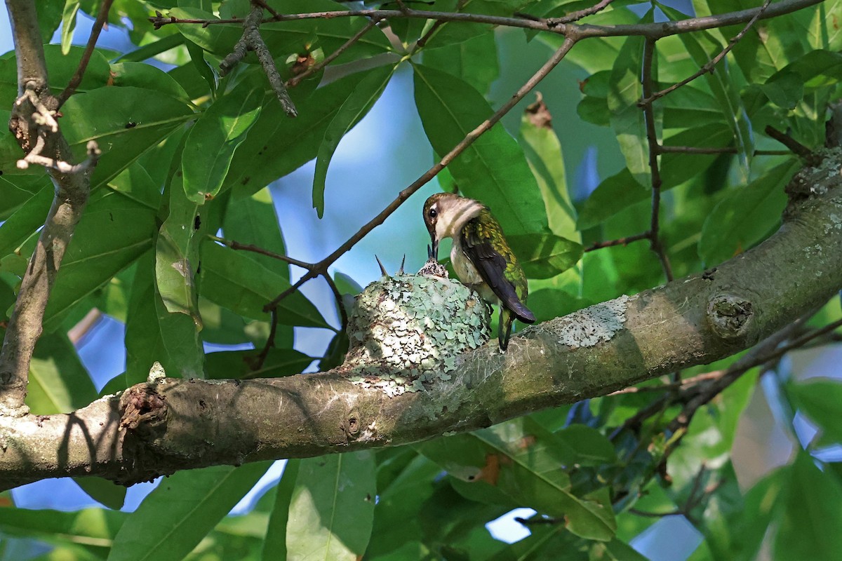 Yakut Boğazlı Kolibri - ML620470219