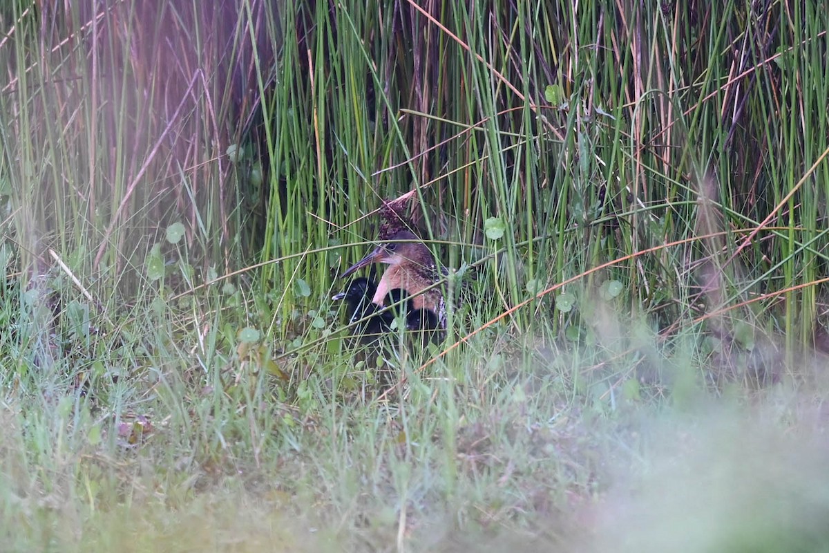 chřástal královský (ssp. elegans) - ML620470220