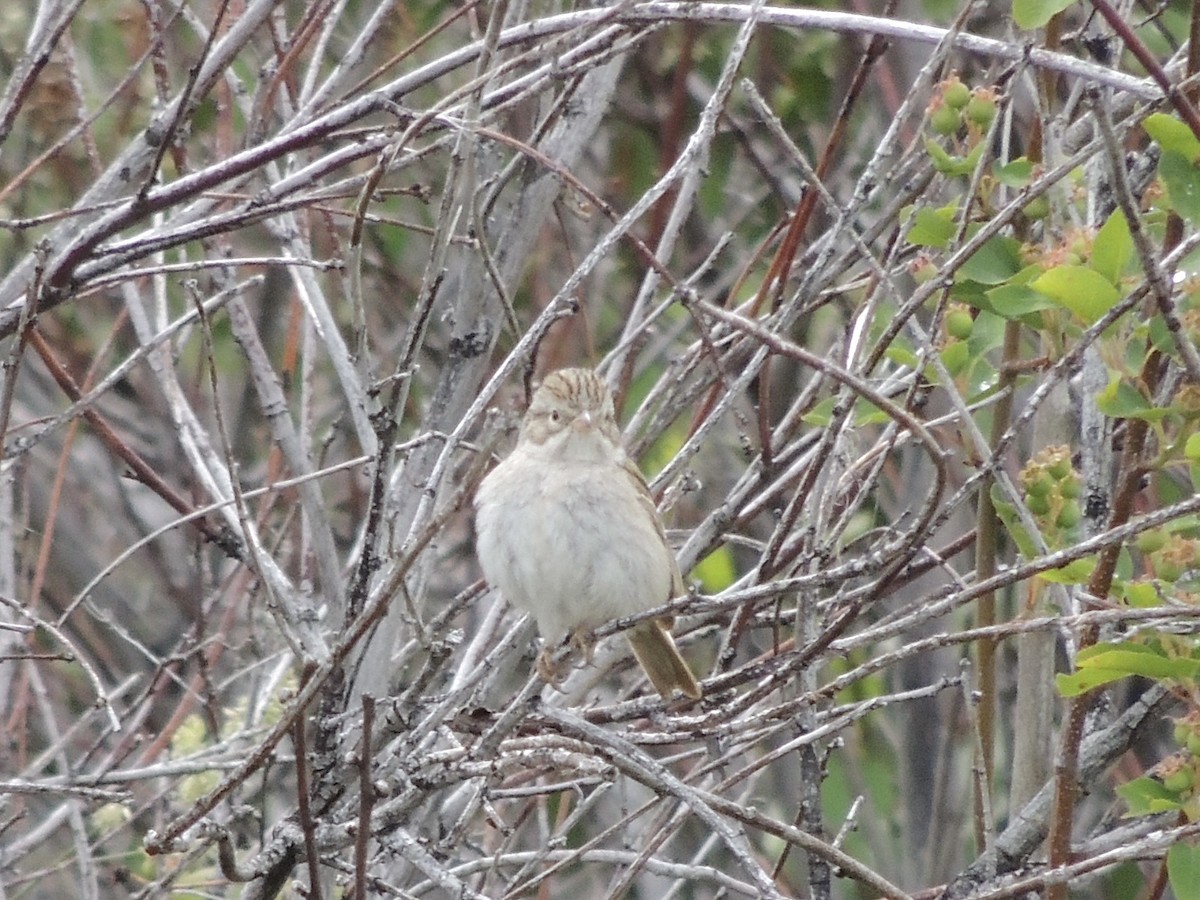 Brewer's Sparrow - ML620470223