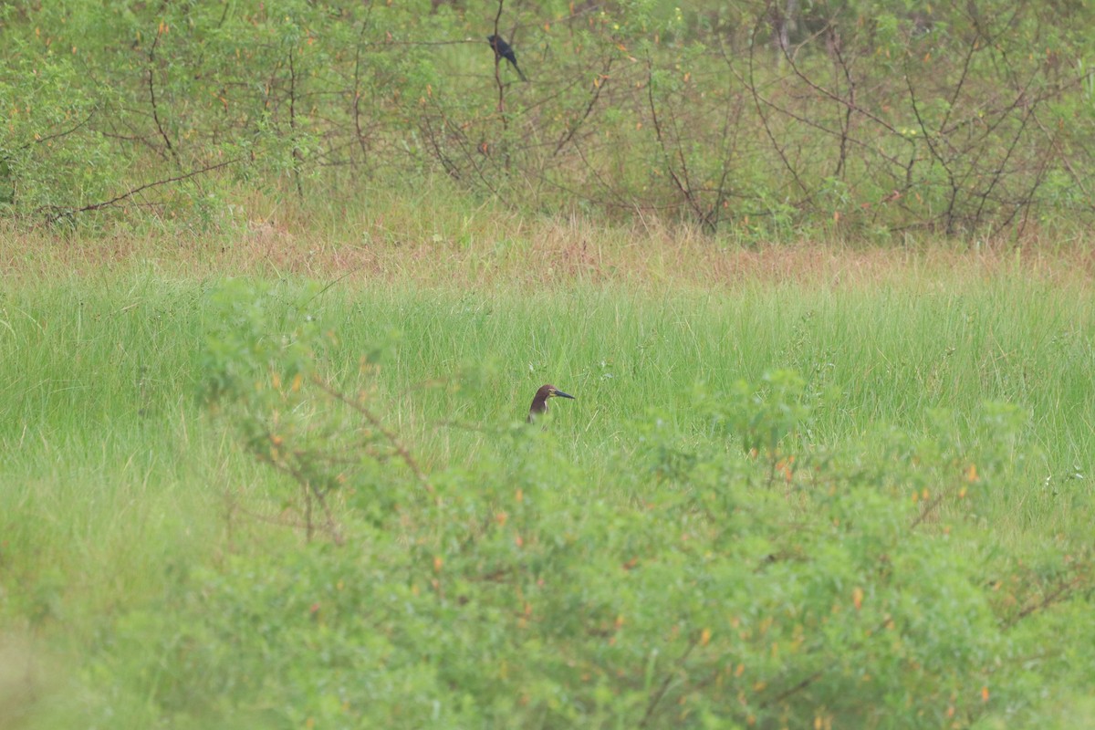 Rufescent Tiger-Heron - ML620470225