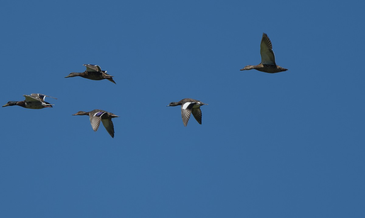 American Wigeon - Joshua Greenfield