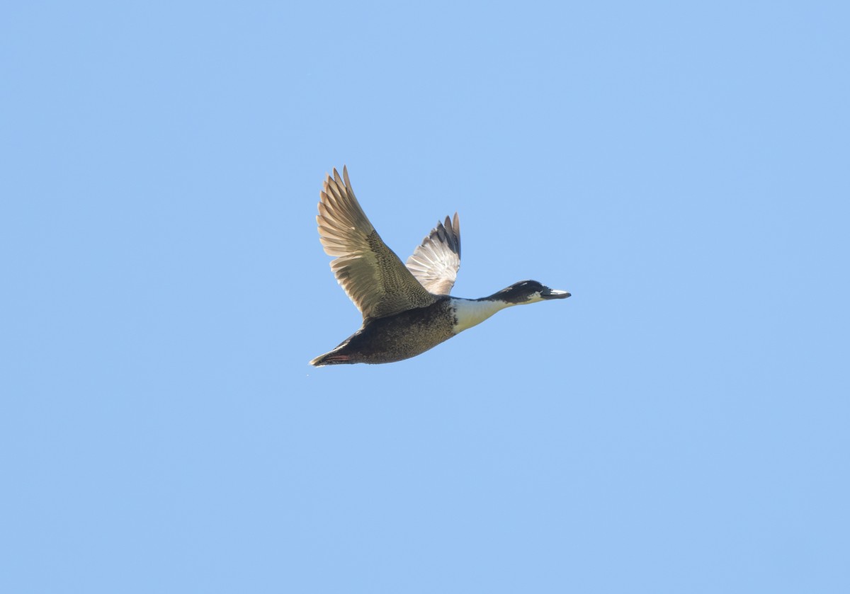 Mallard (Domestic type) - ML620470228