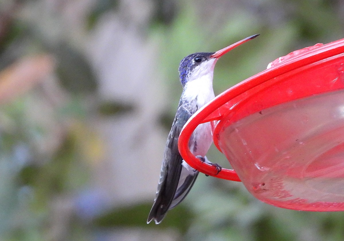 kolibřík fialovokorunkatý - ML620470231