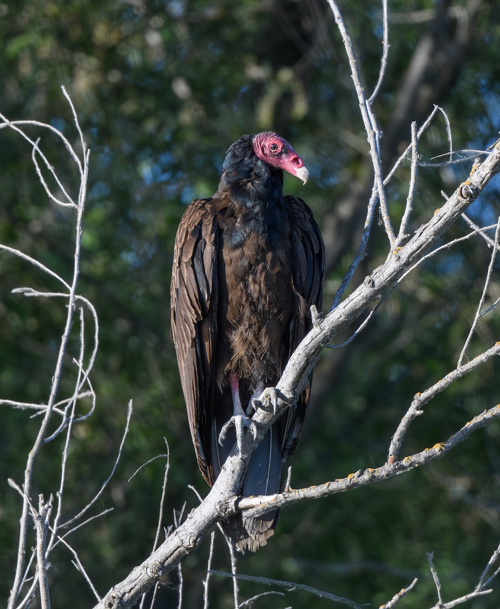 Turkey Vulture - ML620470234