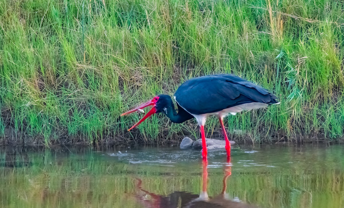 Black Stork - ML620470236