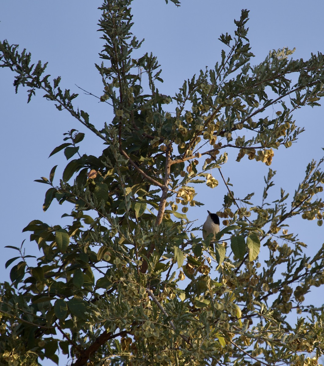 Black-backed Puffback - ML620470248