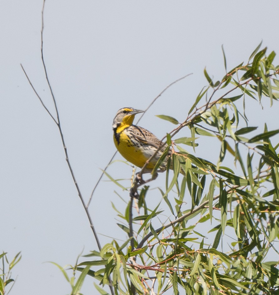 Western Meadowlark - Joshua Greenfield