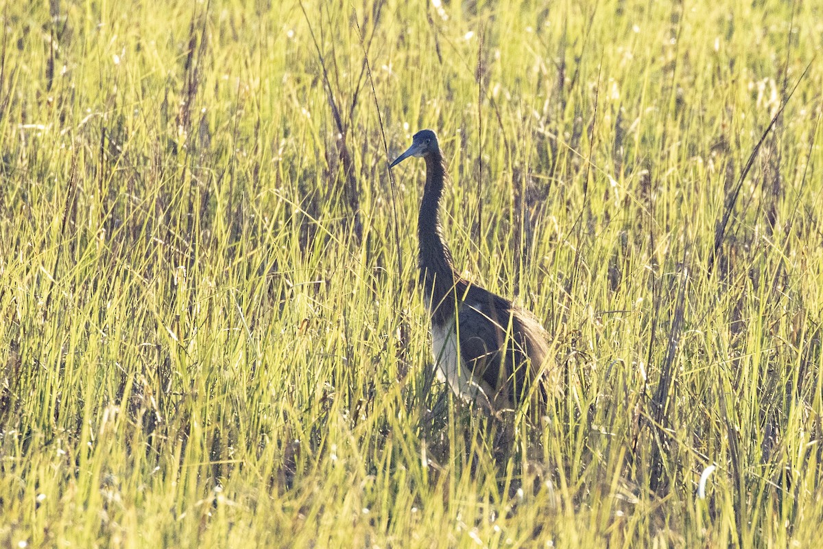 Tricolored Heron - ML620470260