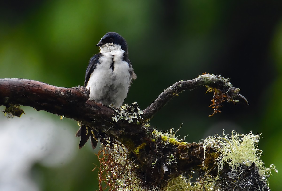 Blue-and-white Swallow - ML620470263