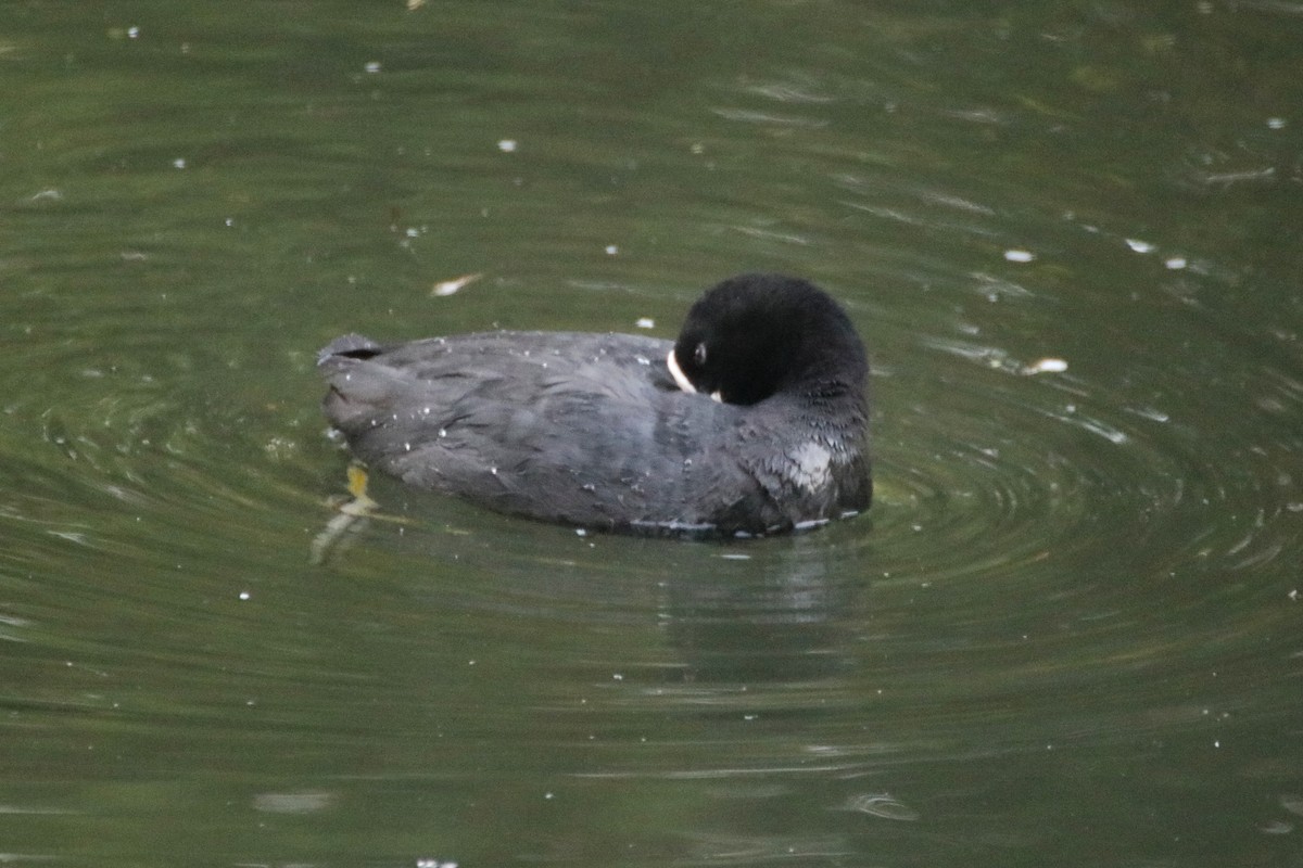 Eurasian Coot - ML620470264