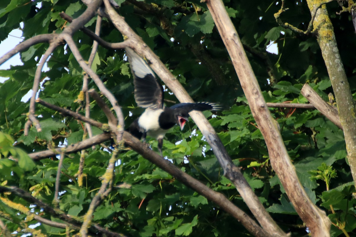 Eurasian Magpie (Eurasian) - ML620470267