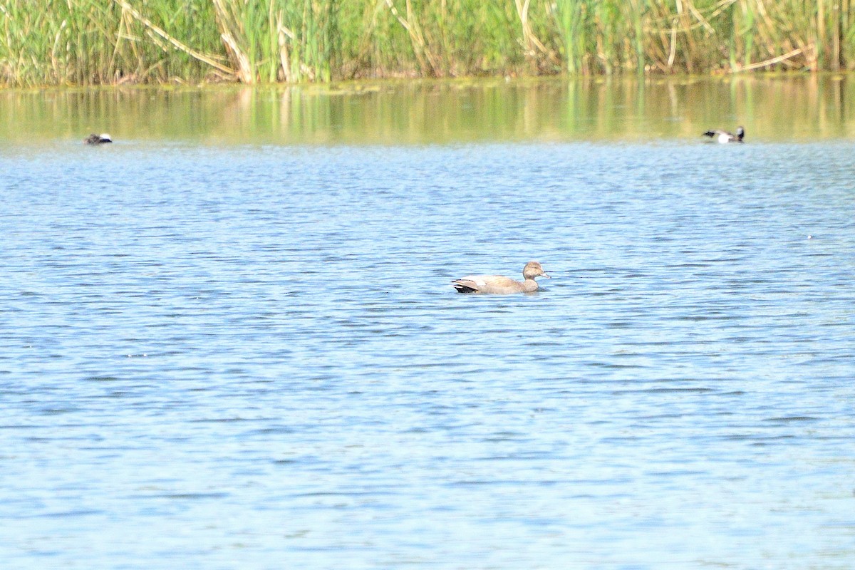 Gadwall - ML620470272