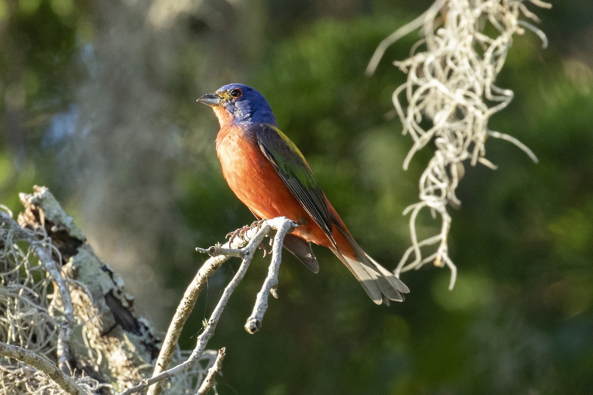 Painted Bunting - ML620470274