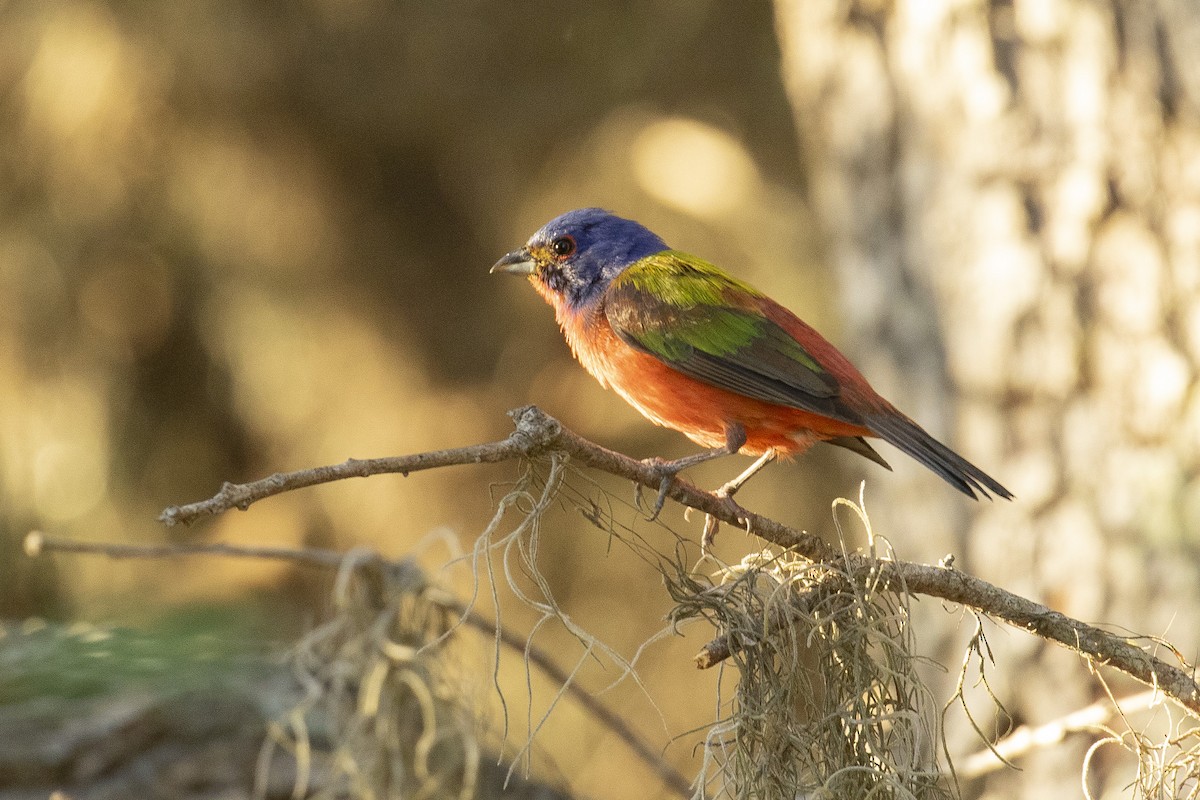 Painted Bunting - ML620470275