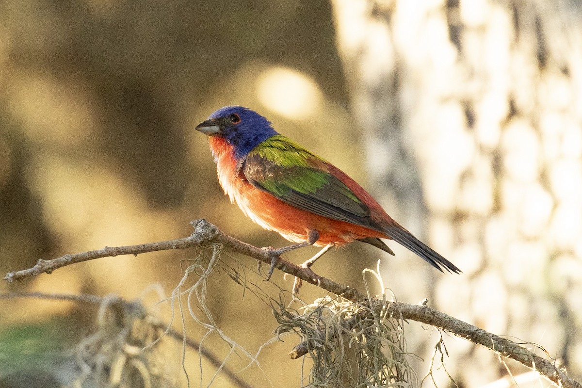 Painted Bunting - ML620470276