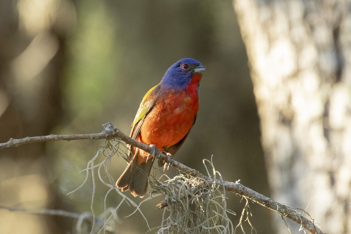 Painted Bunting - ML620470277