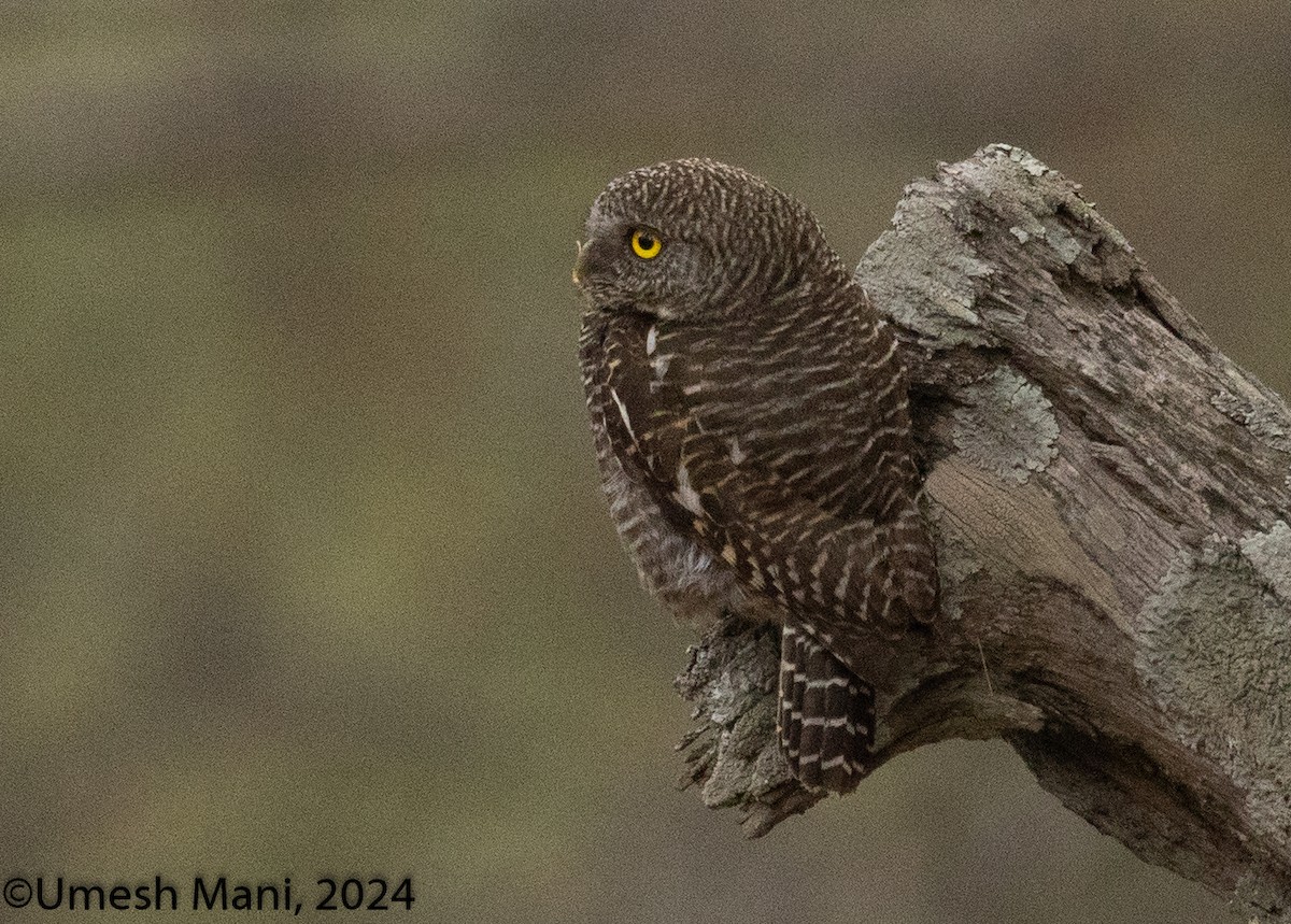 Asian Barred Owlet - ML620470278