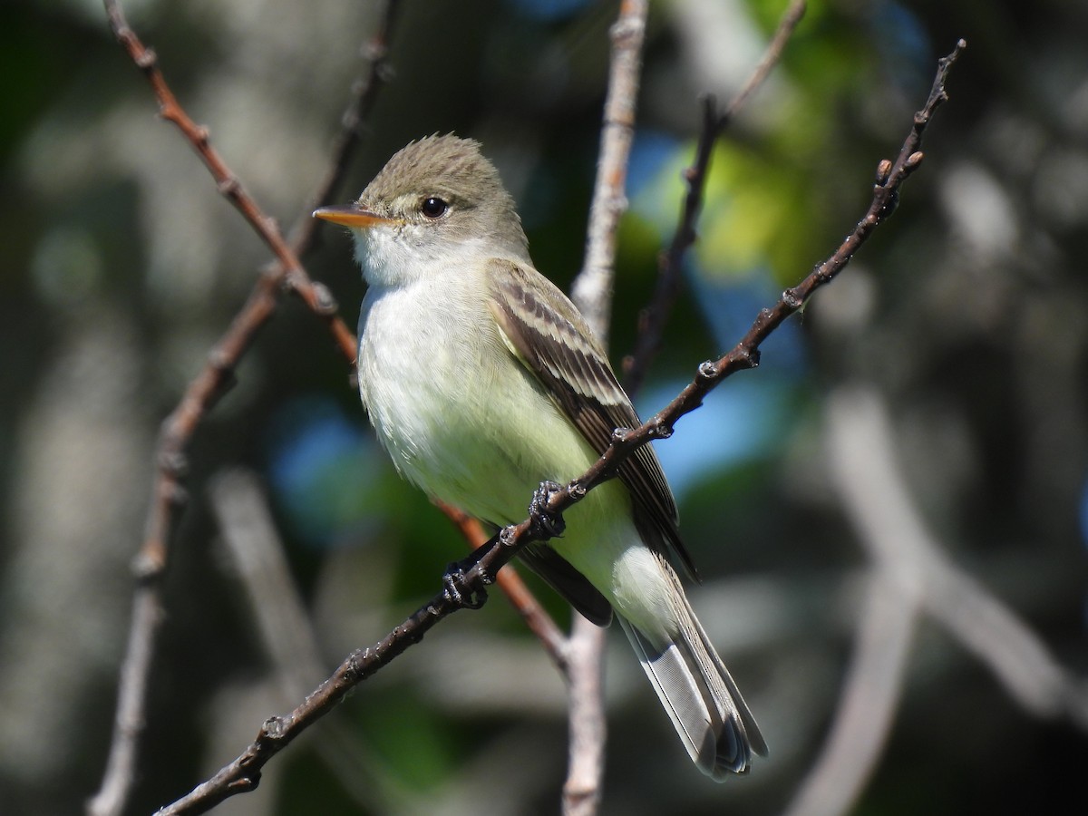 Willow Flycatcher - ML620470280